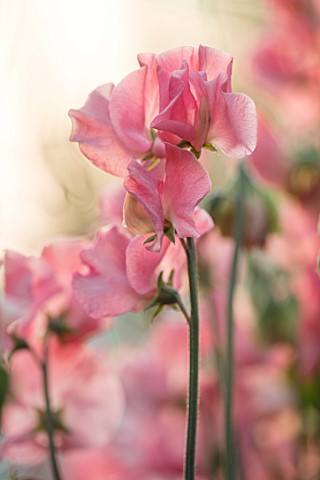 ROGER_PARSONS_SWEET_PEAS_WEST_SUSSEX_CLOSE_UP_PLANT_PORTRAIT_OF_THE_PINK_FLOWERS_OF_SWEET_PEA__LATHY
