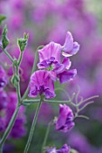 ROGER PARSONS SWEET PEAS, WEST SUSSEX: CLOSE UP PLANT PORTRAIT OF THE PINK, PURPLE FLOWERS OF SWEET PEA - LATHYRUS ODORATA ECLIPSE. CLIMBER, ANNUAL, SUMMER, SCENTED, FRAGRANT