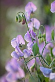 ROGER PARSONS SWEET PEAS, WEST SUSSEX: CLOSE UP PLANT PORTRAIT OF LILAC FLOWERS OF SWEET PEA - LATHYRUS ODORATUS LADY GRISEL HAMILTON. CLIMBER, ANNUAL, SUMMER, SCENTED, FRAGRANT