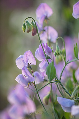 ROGER_PARSONS_SWEET_PEAS_WEST_SUSSEX_CLOSE_UP_PLANT_PORTRAIT_OF_LILAC_FLOWERS_OF_SWEET_PEA__LATHYRUS
