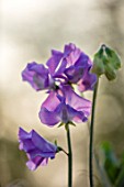 ROGER PARSONS SWEET PEAS, WEST SUSSEX: CLOSE UP PLANT PORTRAIT OF LILAC FLOWERS OF SWEET PEA - LATHYRUS ODORATUS JACQUELINE ANN. CLIMBER, ANNUAL, SUMMER, SCENTED, FRAGRANT