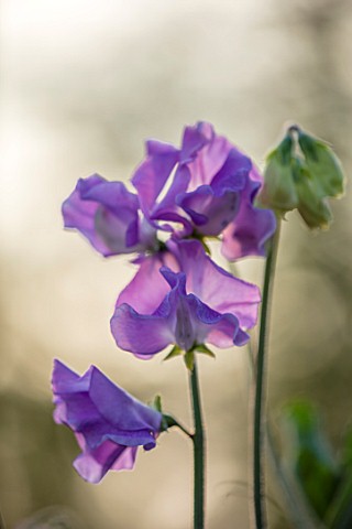 ROGER_PARSONS_SWEET_PEAS_WEST_SUSSEX_CLOSE_UP_PLANT_PORTRAIT_OF_LILAC_FLOWERS_OF_SWEET_PEA__LATHYRUS