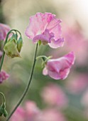 ROGER PARSONS SWEET PEAS, WEST SUSSEX: CLOSE UP PLANT PORTRAIT OF PINK FLOWERS OF SWEET PEA - LATHYRUS ODORATUS 16124 PAINTED PINK. CLIMBER, ANNUAL, SUMMER, SCENTED, FRAGRANT