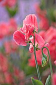 ROGER PARSONS SWEET PEAS, WEST SUSSEX: CLOSE UP PLANT PORTRAIT OF PINK FLOWERS OF SWEET PEA - LATHYRUS ODORATUS QUEEN MOTHER. CLIMBER, ANNUAL, SUMMER, SCENTED, FRAGRANT