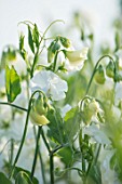 ROGER PARSONS SWEET PEAS, WEST SUSSEX: CLOSE UP PLANT PORTRAIT OF WHITE FLOWERS OF SWEET PEA - LATHYRUS ODORATUS APHRODITE. CLIMBER, ANNUAL, SUMMER, SCENTED, FRAGRANT