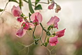 ROGER PARSONS SWEET PEAS, WEST SUSSEX: CLOSE UP PLANT PORTRAIT OF PINK FLOWERS OF SWEET PEA - LATHYRUS ODORATUS MAMMOTH CREAM PINK. CLIMBER, ANNUAL, SUMMER, SCENTED, FRAGRANT