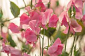ROGER PARSONS SWEET PEAS, WEST SUSSEX: CLOSE UP PLANT PORTRAIT OF PINK FLOWERS OF SWEET PEA - LATHYRUS ODORATUS MAMMOTH CREAM PINK. CLIMBER, ANNUAL, SUMMER, SCENTED, FRAGRANT
