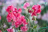 ROGER PARSONS SWEET PEAS, WEST SUSSEX: CLOSE UP PLANT PORTRAIT OF THE PINK FLOWERS OF SWEET PEA - LATHYRUS ODORATA TARA. CLIMBER, ANNUAL, SUMMER, SCENTED, FRAGRANT