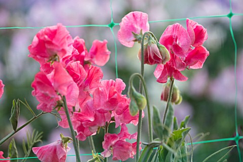ROGER_PARSONS_SWEET_PEAS_WEST_SUSSEX_CLOSE_UP_PLANT_PORTRAIT_OF_THE_PINK_FLOWERS_OF_SWEET_PEA__LATHY