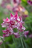 ROGER PARSONS SWEET PEAS, WEST SUSSEX: CLOSE UP PLANT PORTRAIT OF THE RED, WHITE, PINK FLOWERS OF SWEET PEA - LATHYRUS ODORATA JACKO. CLIMBER, ANNUAL, SUMMER, SCENTED, FRAGRANT