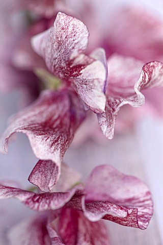 ROGER_PARSONS_SWEET_PEAS_WEST_SUSSEX_CLOSE_UP_PLANT_PORTRAIT_OF_PINK_LILAC_FLOWERS_OF_SWEET_PEA__LAT