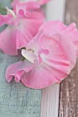 ROGER PARSONS SWEET PEAS, WEST SUSSEX: CLOSE UP PLANT PORTRAIT OF PINK FLOWERS OF SWEET PEA - LATHYRUS ODORATA PINK PEARL . CLIMBER, ANNUAL, SUMMER, SCENTED, FRAGRANT