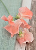 ROGER PARSONS SWEET PEAS, WEST SUSSEX: CLOSE UP PLANT PORTRAIT OF ORANGE FLOWERS OF SWEET PEA - LATHYRUS ODORATA APRICOT QUEEN. CLIMBER, ANNUAL, SUMMER, SCENTED, FRAGRANT