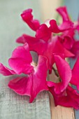 ROGER PARSONS SWEET PEAS, WEST SUSSEX: CLOSE UP PLANT PORTRAIT OF PINK FLOWERS OF SWEET PEA - LATHYRUS ODORATA STARLIGHT. CLIMBER, ANNUAL, SUMMER, SCENTED, FRAGRANT