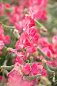 ROGER PARSONS SWEET PEAS, WEST SUSSEX: CLOSE UP PLANT PORTRAIT OF PINK FLOWERS OF SWEET PEA - LATHYRUS ODORATA SAN FRANCISCO. CLIMBER, ANNUAL, SUMMER, SCENTED, FRAGRANT