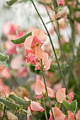 ROGER PARSONS SWEET PEAS, WEST SUSSEX: CLOSE UP PLANT PORTRAIT OF PINK FLOWERS OF SWEET PEA - LATHYRUS ODORATA 16044 CANDY FLOSS. CLIMBER, ANNUAL, SUMMER, SCENTED, FRAGRANT