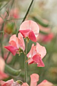 ROGER PARSONS SWEET PEAS, WEST SUSSEX: CLOSE UP PLANT PORTRAIT OF PINK FLOWERS OF SWEET PEA - LATHYRUS ODORATA 16044 CANDY FLOSS. CLIMBER, ANNUAL, SUMMER, SCENTED, FRAGRANT