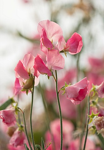 ROGER_PARSONS_SWEET_PEAS_WEST_SUSSEX_CLOSE_UP_PLANT_PORTRAIT_OF_PINK_FLOWERS_OF_SWEET_PEA__LATHYRUS_