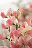 ROGER PARSONS SWEET PEAS, WEST SUSSEX: CLOSE UP PLANT PORTRAIT OF PINK FLOWERS OF SWEET PEA - LATHYRUS ODORATA SPRING SUNSHINE CHAMPAGNE. CLIMBER, ANNUAL, SUMMER, SCENTED, FRAGRANT