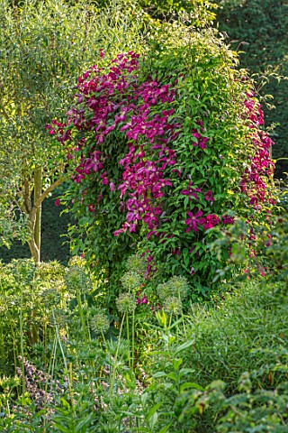 COTTAGE_ROW_DORSET_ARCH_WITH_CLEMATIS_MADAME_JULIA_CORREVON_BRIGHT_PINK_PETALS_FLOWERS_CLIMBERS_CLIM
