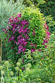 COTTAGE ROW, DORSET: ARCH WITH CLEMATIS MADAME JULIA CORREVON. BRIGHT, PINK, PETALS, FLOWERS, CLIMBERS, CLIMBING