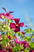 COTTAGE ROW, DORSET: CLOSE UP PLANT PORTRAIT OF FLOWER OF CLEMATIS MADAME JULIA CORREVON. BRIGHT, PINK, PETALS, FLOWERS, CLIMBERS, CLIMBING