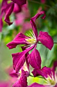 COTTAGE ROW, DORSET: CLOSE UP PLANT PORTRAIT OF FLOWER OF CLEMATIS MADAME JULIA CORREVON. BRIGHT, PINK, PETALS, FLOWERS, CLIMBERS, CLIMBING