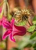 COTTAGE ROW, DORSET: CLOSE UP PLANT PORTRAIT OF FLOWER OF CLEMATIS TEXENSIS PRINCESS DIANA. BRIGHT, PINK, PETALS, FLOWERS, CLIMBERS, CLIMBING