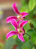 COTTAGE ROW, DORSET: CLOSE UP PLANT PORTRAIT OF FLOWER OF CLEMATIS TEXENSIS PRINCESS DIANA. BRIGHT, PINK, PETALS, FLOWERS, CLIMBERS, CLIMBING