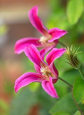 COTTAGE_ROW_DORSET_CLOSE_UP_PLANT_PORTRAIT_OF_FLOWER_OF_CLEMATIS_TEXENSIS_PRINCESS_DIANA_BRIGHT_PINK