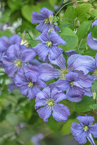 COTTAGE_ROW_DORSET_CLOSE_UP_PLANT_PORTRAIT_OF_FLOWER_OF_CLEMATIS_PRINCE_CHARLES_BLUE_SILVER_PETALS_F
