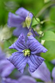 COTTAGE ROW, DORSET: CLOSE UP PLANT PORTRAIT OF FLOWER OF CLEMATIS PRINCE CHARLES. BLUE, SILVER, PETALS, FLOWERS, CLIMBERS, CLIMBING, MAUVE, PURPLE
