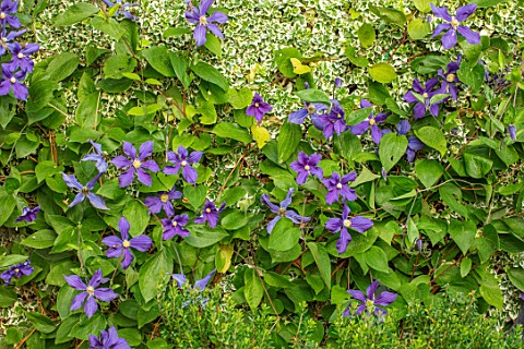 COTTAGE_ROW_DORSET_BLUE_FLOWERS_OF_CLEMATIS_DURANDII_WITH_EUONYMUS_FORTUNEI_SILVER_QUEEN_PETALS_FLOW