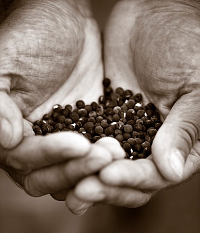 ROGER_PARSONS_SWEET_PEAS_WEST_SUSSEX_BLACK_AND_WHITE_SEPIA_TONE_IMAGE_OF_ROGER_PARSONS_HOLDING_SEEDS