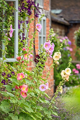 WOLLERTON_OLD_HALL_SHROPSHIRE_HOLLYHOCKS_GROWING_BESIDE_THE_HALL_WALL_BRICK_PERENNIALS_PINK_APRICOT_