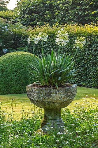 WOLLERTON_OLD_HALL_SHROPSHIRE_THE_FONT_GARDEN_IN_SUMMER_STONE_FONT_CONTAINER_WITH_WHITE_AGAPANTHUS_C