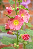 WOLLERTON OLD HALL, SHROPSHIRE: CLOSE UP PLANT PORTRAIT OF THE PINK FLOWERS OF HOLLYHOCK. SUMMER, FLOWERING, PERENNIALS, ALCEA, YELLOW