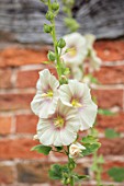 WOLLERTON OLD HALL, SHROPSHIRE: CLOSE UP PLANT PORTRAIT OF THE CREAM, PEACH, FLOWERS OF HOLLYHOCK. SUMMER, FLOWERING, PERENNIALS, ALCEA, YELLOW