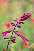 WOLLERTON OLD HALL, SHROPSHIRE: CLOSE UP PLANT PORTRAIT OF THE PINK, PURPLE FLOWERS OF SALVIA LOVE AND WISHES . SUMMER, FLOWERING, PERENNIALS, SCENTED, FRAGRANT, FRAGRANCE