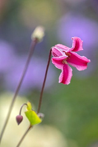WOLLERTON_OLD_HALL_SHROPSHIRE_CLOSE_UP_PLANT_PORTRAIT_OF_PINK_FLOWERS_OF_CLEMATIS_TEXENSIS_ETOILE_RO