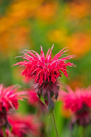 WOLLERTON_OLD_HALL_SHROPSHIRE_CLOSE_UP_PLANT_PORTRAIT_OF_RED_FLOWERS_OF_MONARDA_GARDEN_VIEW_SCARLET_