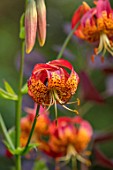 MORTON HALL, WORCESTERSHIRE: CLOSE UP PLANT PORTRAIT OF RED, ORANGE, YELLOW FLOWERS OF LILIUM PARDALINUM. BULBS, SUMMER, PATTERNED, LILLIES, LILIES, LILY, LILLY, PATTERNS, SPECKLED