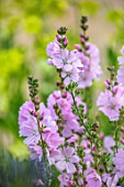 MORTON HALL, WORCESTERSHIRE: CLOSE UP PLANT PORTRAIT OF THE PINK FLOWERS OF SIDALCEA ELSIE HEUGH. MALLOW, SPIRES, PERENNIALS, BLOOMS, BLOOMING, FLOWERS