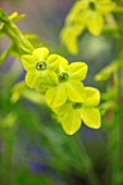 MORTON HALL, WORCESTERSHIRE: CLOSE UP PLANT PORTRAIT OF THE YELLOW FLOWERS OF NICOTIANA ALATA LIME GREEN. TOBACCO PLANT, ANNUALS, BLOOMS, BLOOMING, FLOWERS
