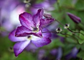 MORTON HALL, WORCESTERSHIRE: CLOSE UP PLANT PORTRAIT OF THE PURPLE FLOWERS OF CLEMATIS VITICELLA VENOSA VIOLACEA. BLOOMS, BLOOMING, FLOWERS, CLIMBERS, SHRUB, CLIMBING