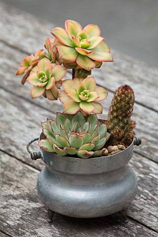 22A_THE_AVENUE_HITCHIN_HERTFORDSHIRE_DESIGNER_MARTIN_WOODS_SMALL_METAL_CONTAINER_ON_TABLE_PLANTED_WI