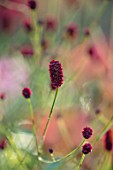 22A THE AVENUE, HITCHIN, HERTFORDSHIRE. DESIGNER MARTIN WOODS: CLOSE UP PLANT PORTRAIT OF THE PINK, RED FLOWERS OF SANGUISORBA CDC 262. WILD FORM COLLECTED IN KOREA, PERENNIALS