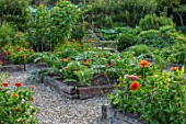 THE SALUTATION GARDEN, KENT: ZINNIAS GROWING IN THE POTAGER. VEGETABLE, GARDEN, LATE, SUMMER, CUTTING, RAISED BEDS, BENCH, SEAT, WOODEN, GRAVEL, PATHS
