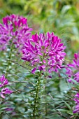 THE SALUTATION GARDEN, KENT: CLOSE UP PLANT PORTRAIT OF THE PURPLE FLOWERS OF CLEOME HASSLERIANA VIOLET QUEEN. SPIDER, PLANT, PINK, BLOOMS, ANNUALS, SUMMER, SPINOSA