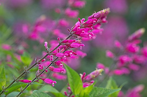THE_SALUTATION_GARDEN_KENT_CLOSE_UP_PLANT_PORTRAIT_OF_THE_PINK_FLOWERS_OF_SALVIA_INVOLUCRATA_BETHELL
